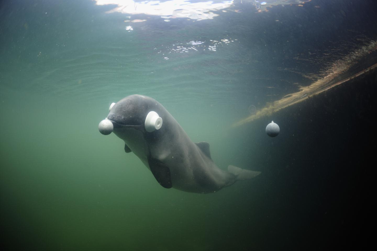 Porpoise Hearing Test