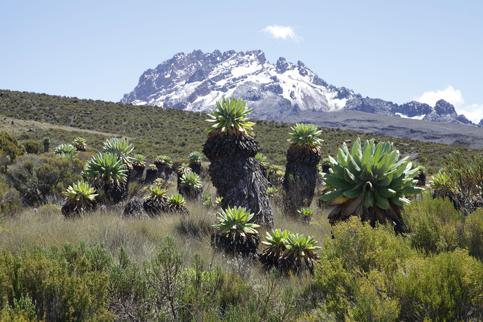 Mount Kilimanjaro