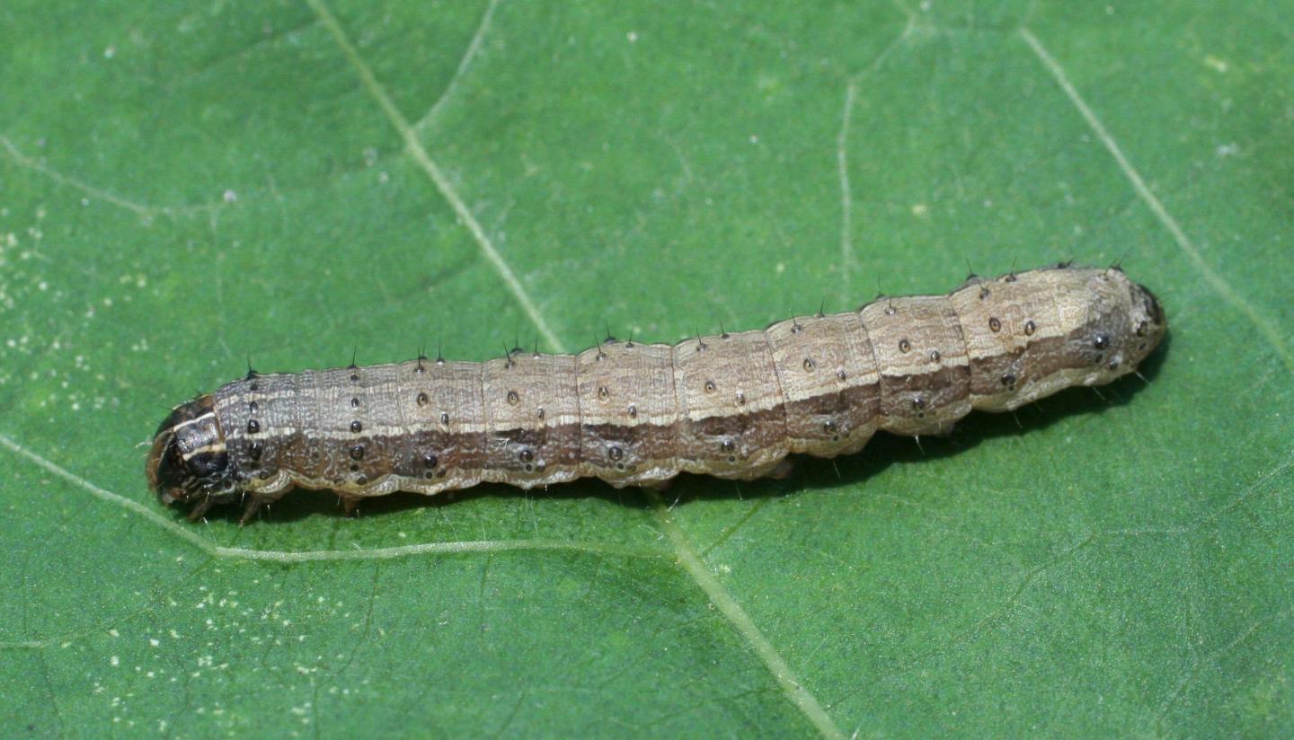 Fall Armyworm -- <em>Spodoptera frugiperda</em>