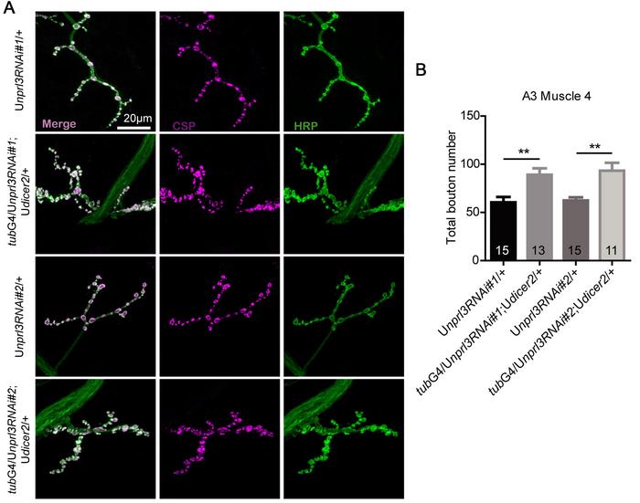 Figure 3: The number of synaptic boutons increased in nprl3 RNAi flies