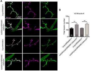 Figure 3: The number of synaptic boutons increased in nprl3 RNAi flies