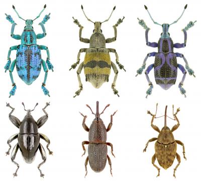 Weevils