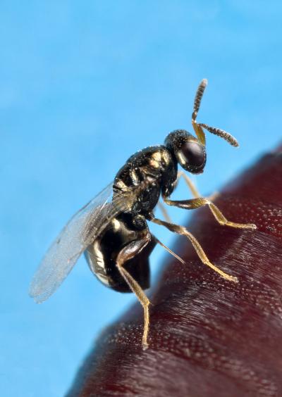 Female Nasonia Wasp Stinging a Fly Pupal Host and Laying Eggs Within It