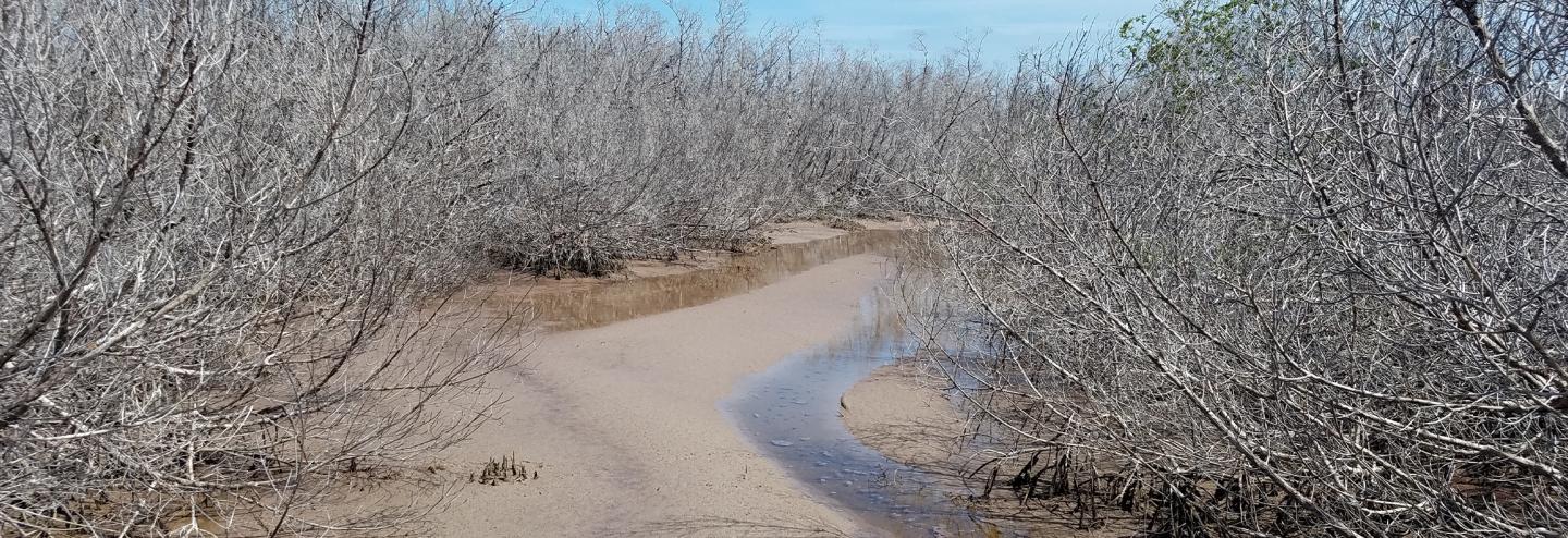 Lagomasino Mangroves (1 of 2)