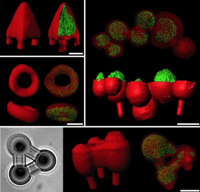 Bacterial Architecture