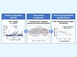 The team has identified numerous SORL1 genetic variants that protect against the risk of Alzheimer’s disease (AD) in the East Asian and European populations.