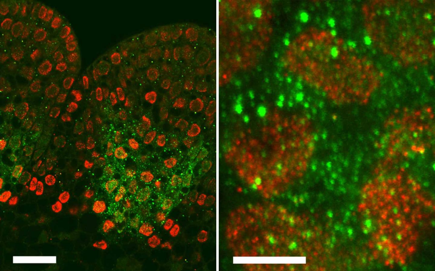 RA3 Gene Activity in Maize Ear