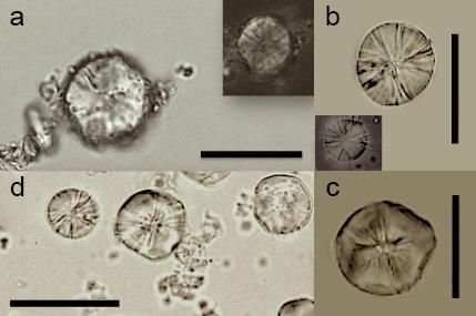 <i>Cenchrinae</i> Starch Granules