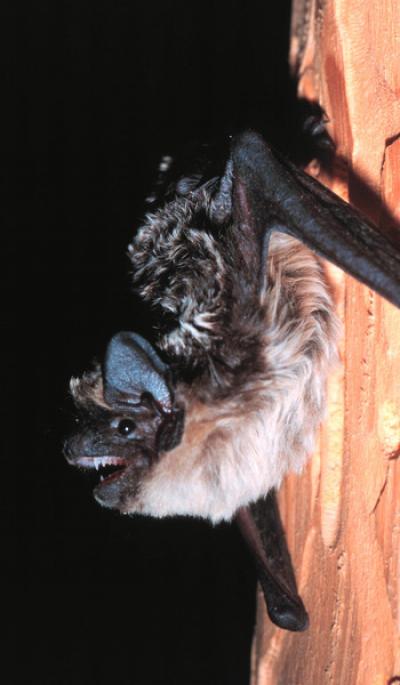 Bat Population Sizes