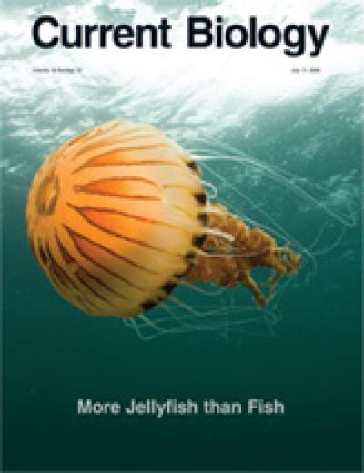 Sea Nettle, Chrysaora Hysoscella