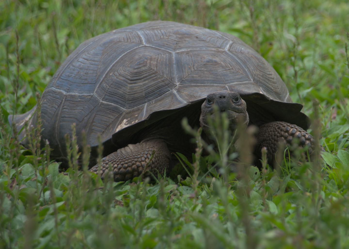 Giant Tortoise 2