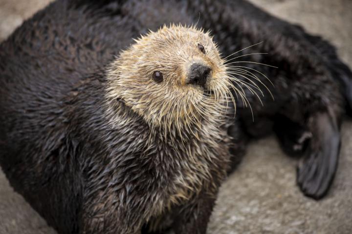 Gidget, a Sea Otter