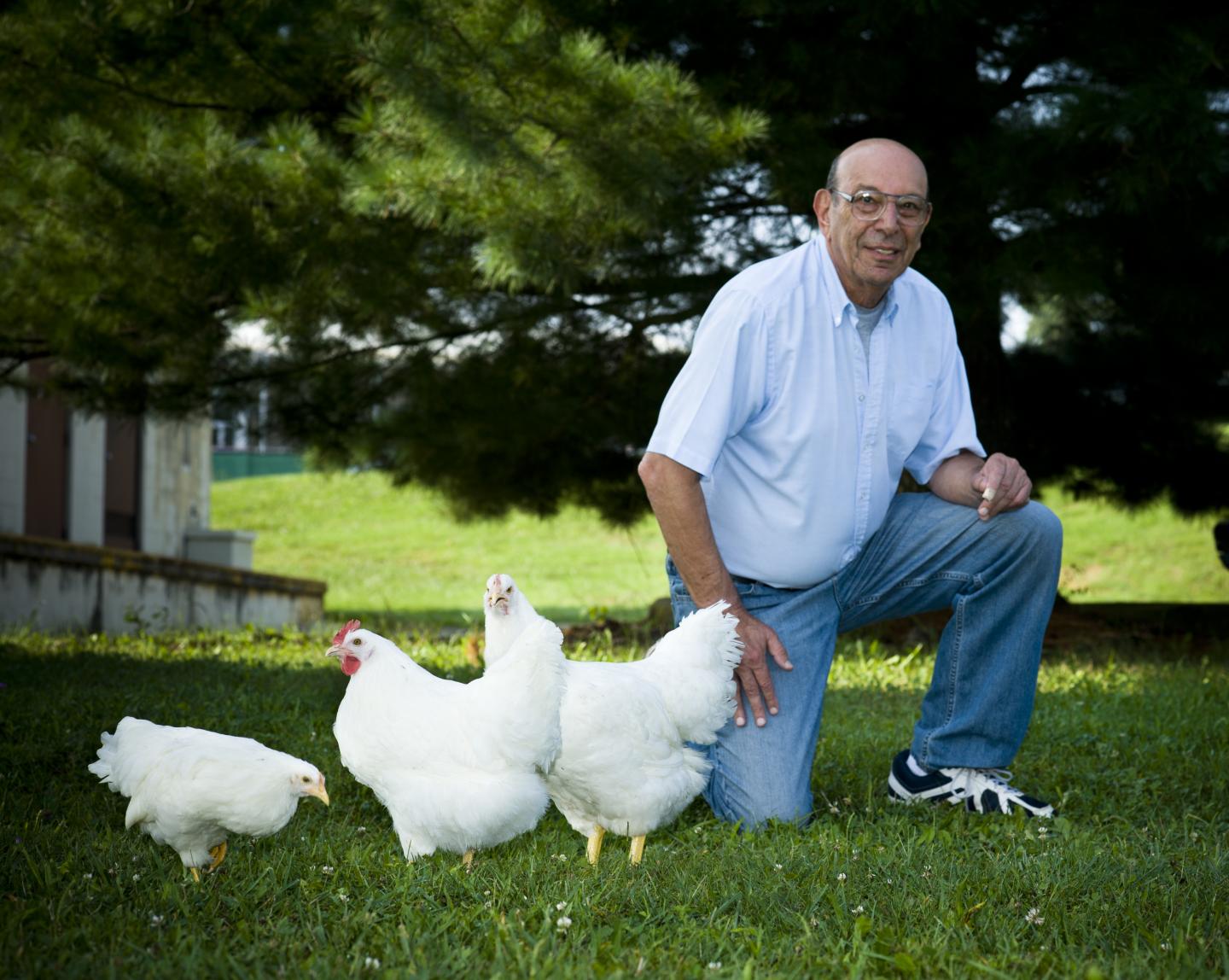 Paul Siegel and his White Plymouth Rock Chickens
