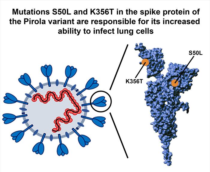 Spike protein of Pirola