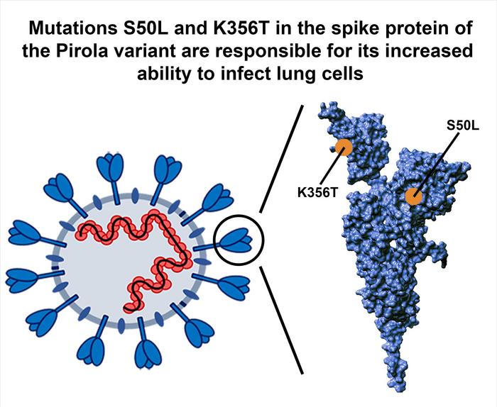 Spike protein of Pirola