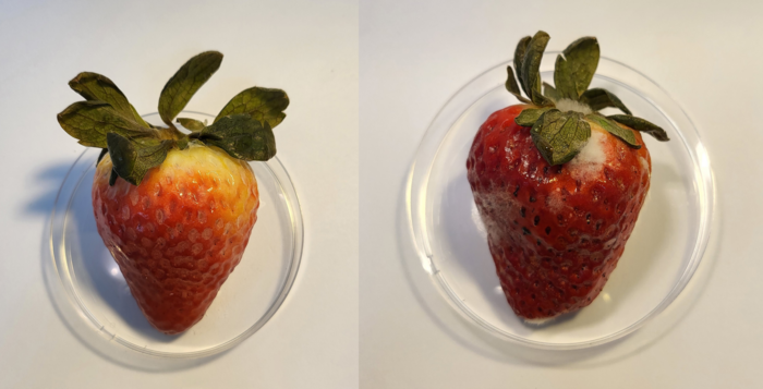 An edible CBD coating could extend the shelf life of strawberries