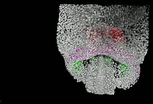 Tracking the Formation of the Early Heart, Cell by Cell (3 of 4)