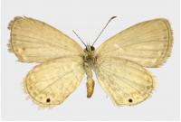 Type specimen of Famegana nisa, collected by Wallace in 1866 (upper side).