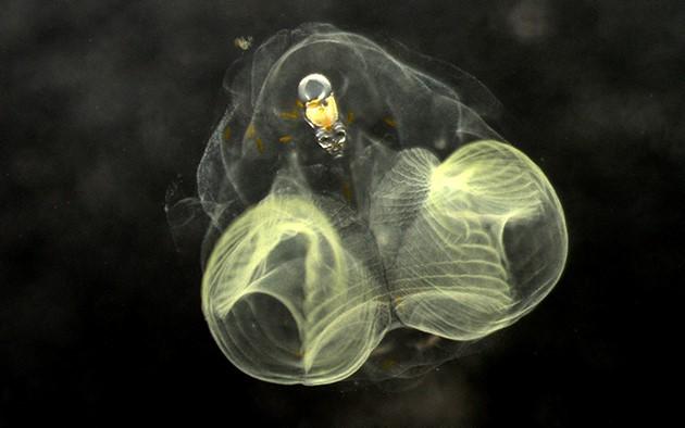 <i>Oikopleura dioica</i>