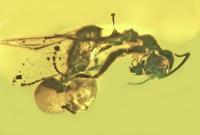 Ant parasite 2