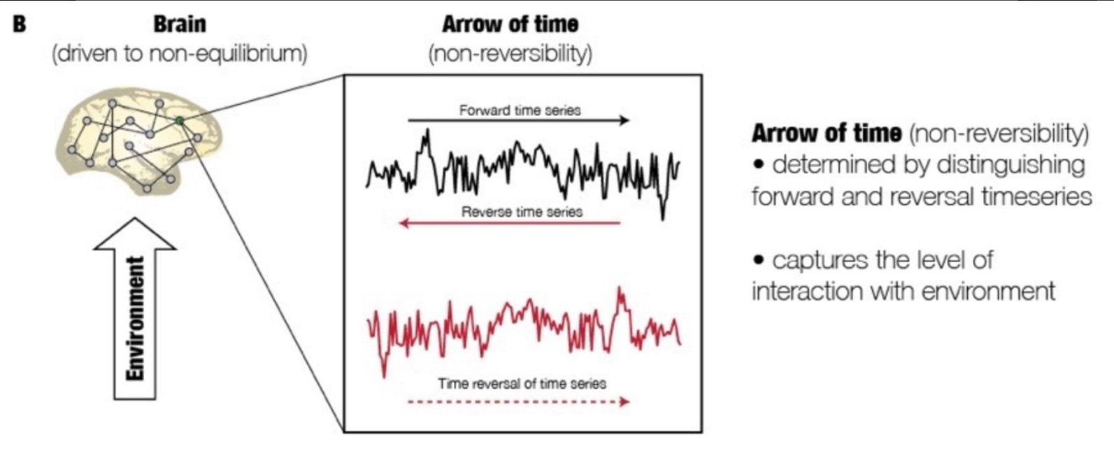 Arrow of time in brain signals