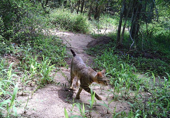 Forest Cat