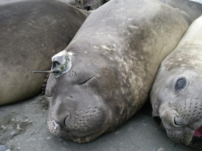 Elephant Seals