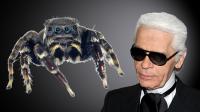 New Species of Australian Jumping Spider Named after Fashion Icon Karl Lagerfeld