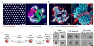 Kidney organoids with nephron structure scalable produced in UniMat