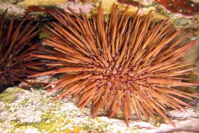 Sea Urchin