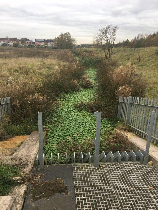 Invasive Pennywort in Leeds