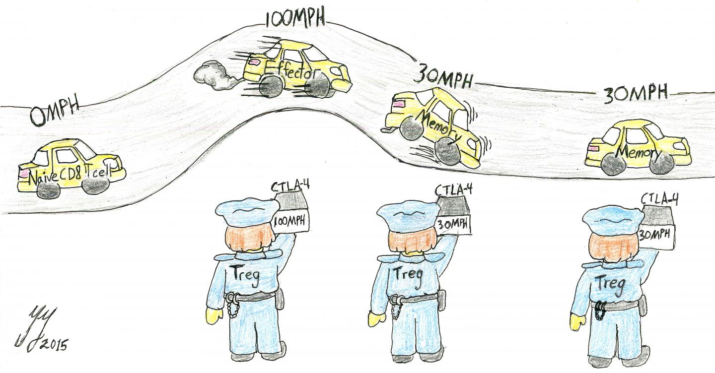 T Cell Cartoon