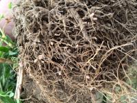 Nitrogen Nodules on Plant Roots