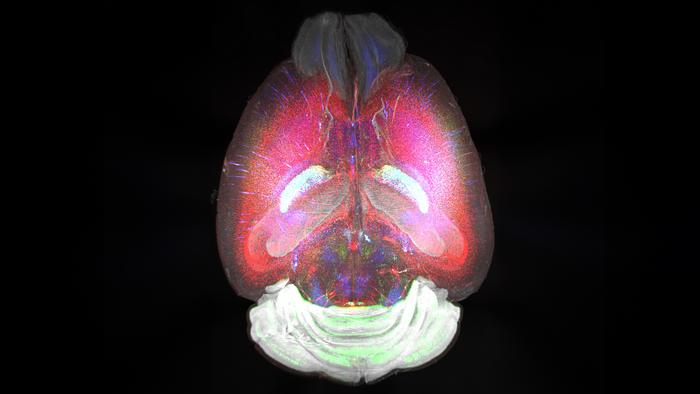 Image of a mouse brain