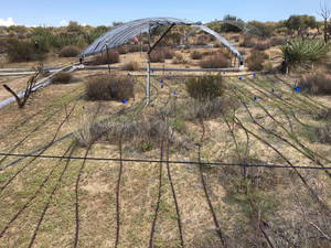 Desert experiment plot