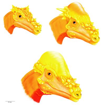 Pachycephalosaurs