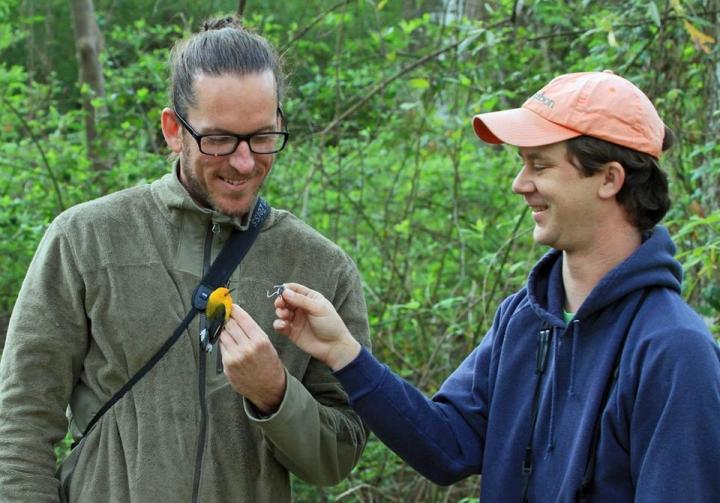 Warbler Study Authors