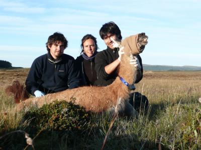 Guanaco