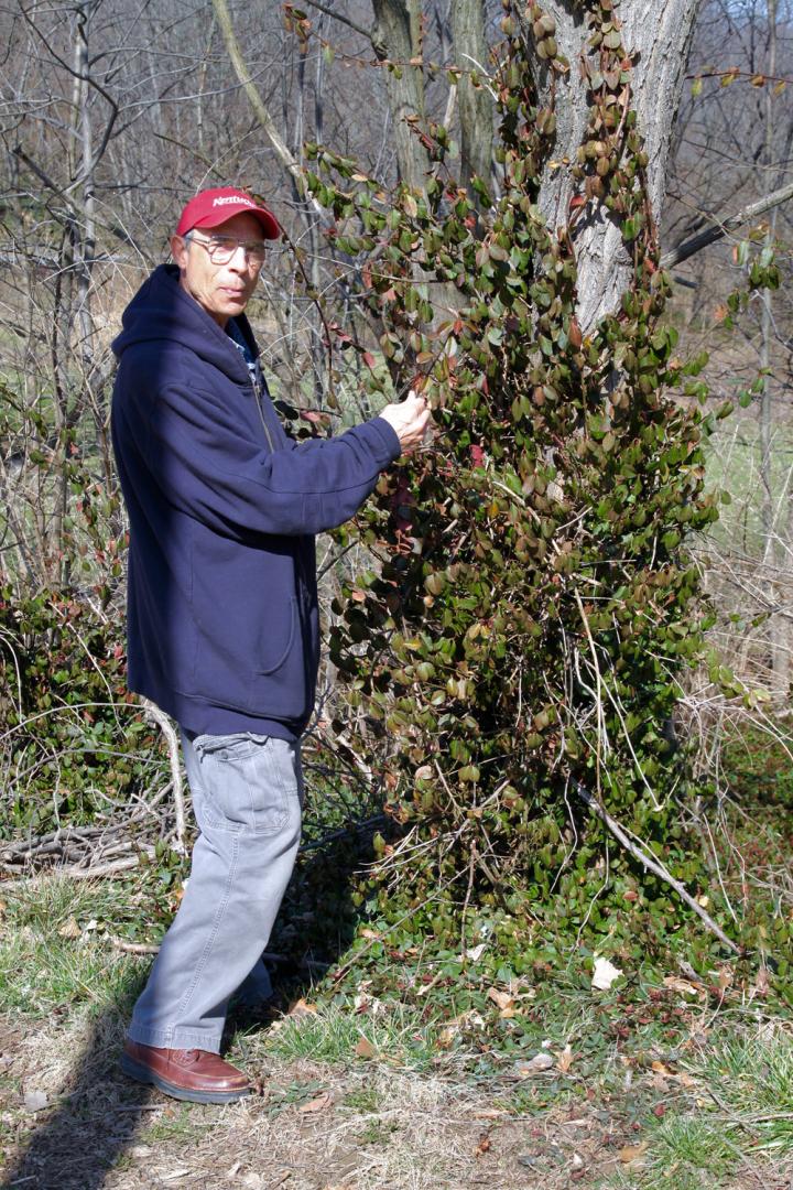 Researcher with Wintercreeper