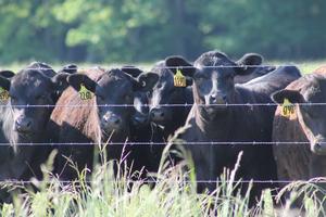 Beef cattle