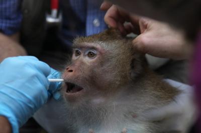 Swab Test for TB DNA in Monkey's Mouth