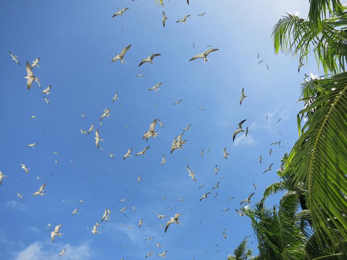 Seabirds flying above rat-free island