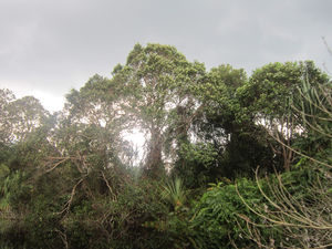 peat swamp forest