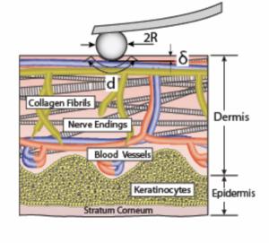 Schematic from Oftadeh et al.