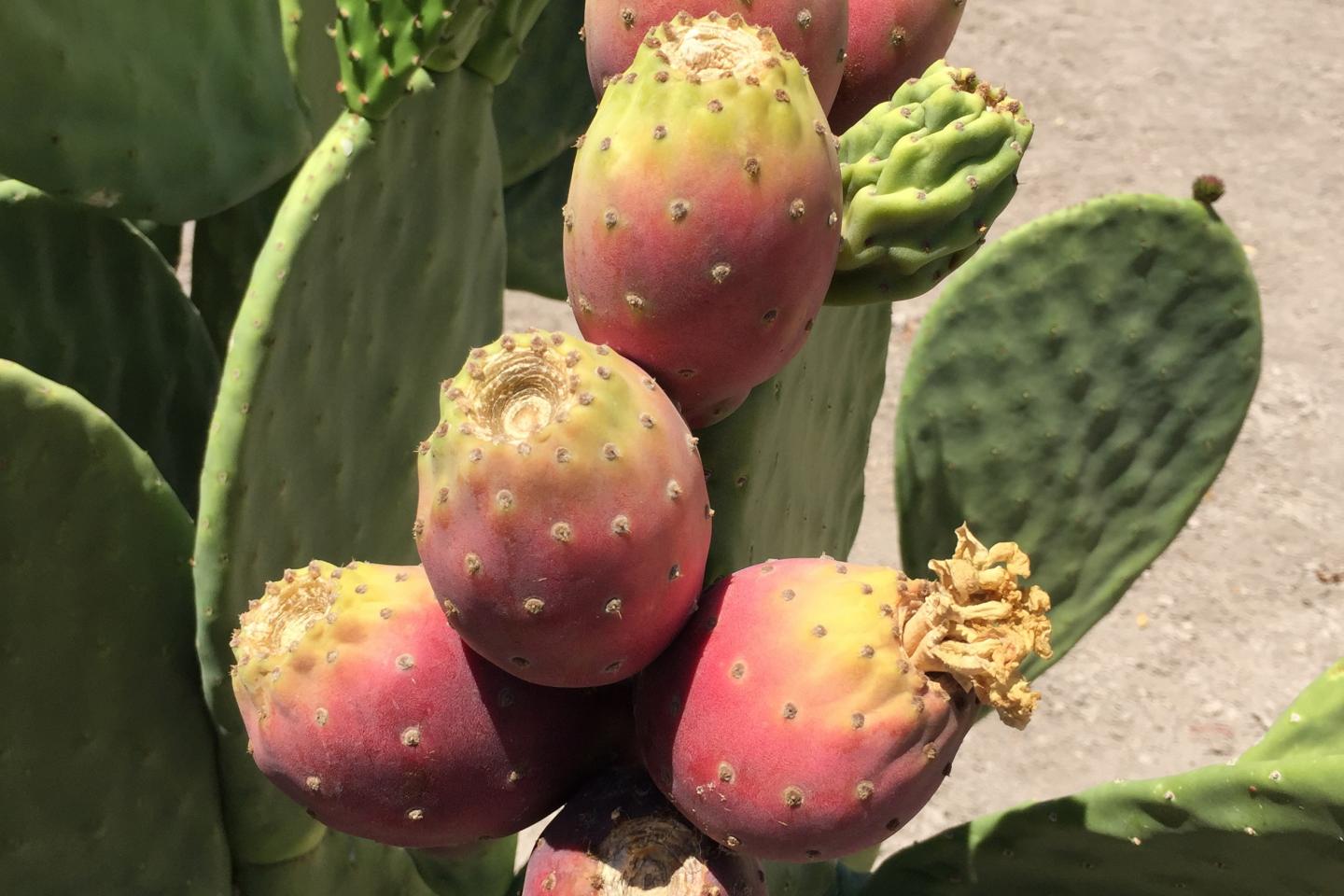 Cactus pear plant studied as drought-tolerant crop for sustainable fuel and food
