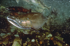 Wild Chinook Salmon