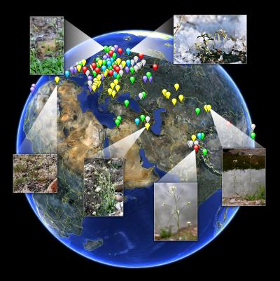 Hidden Layer of Genome Unveils How Plants May Adapt to Environments Throughout the World