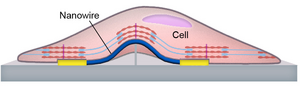 Thumbnail Cell nanowire interface