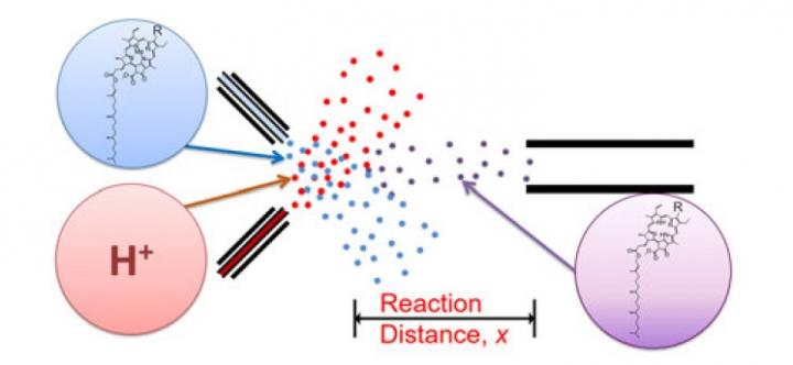 Experimental Setup for Chlorophyll Demetallation Kinetics 
