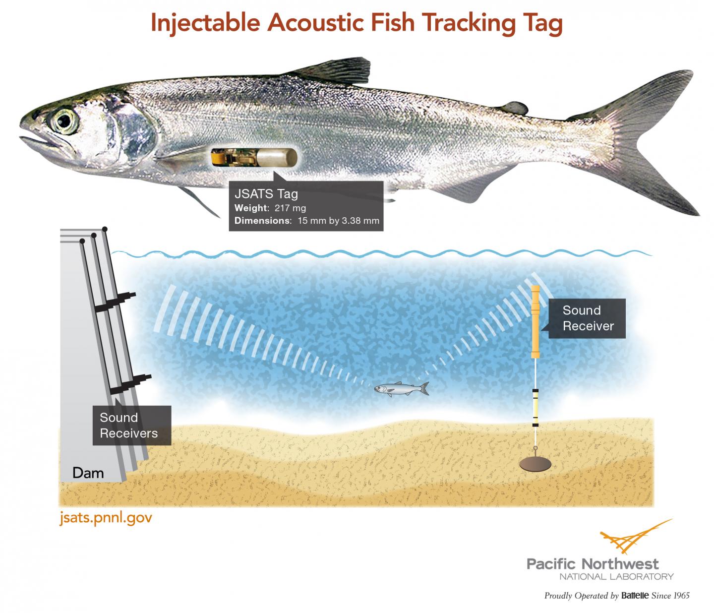 Injectable Acoustic Fish-Tracking Tag